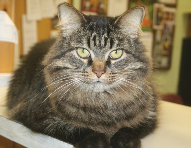 Buddy is a 10-year-old neutered Maine Coon.